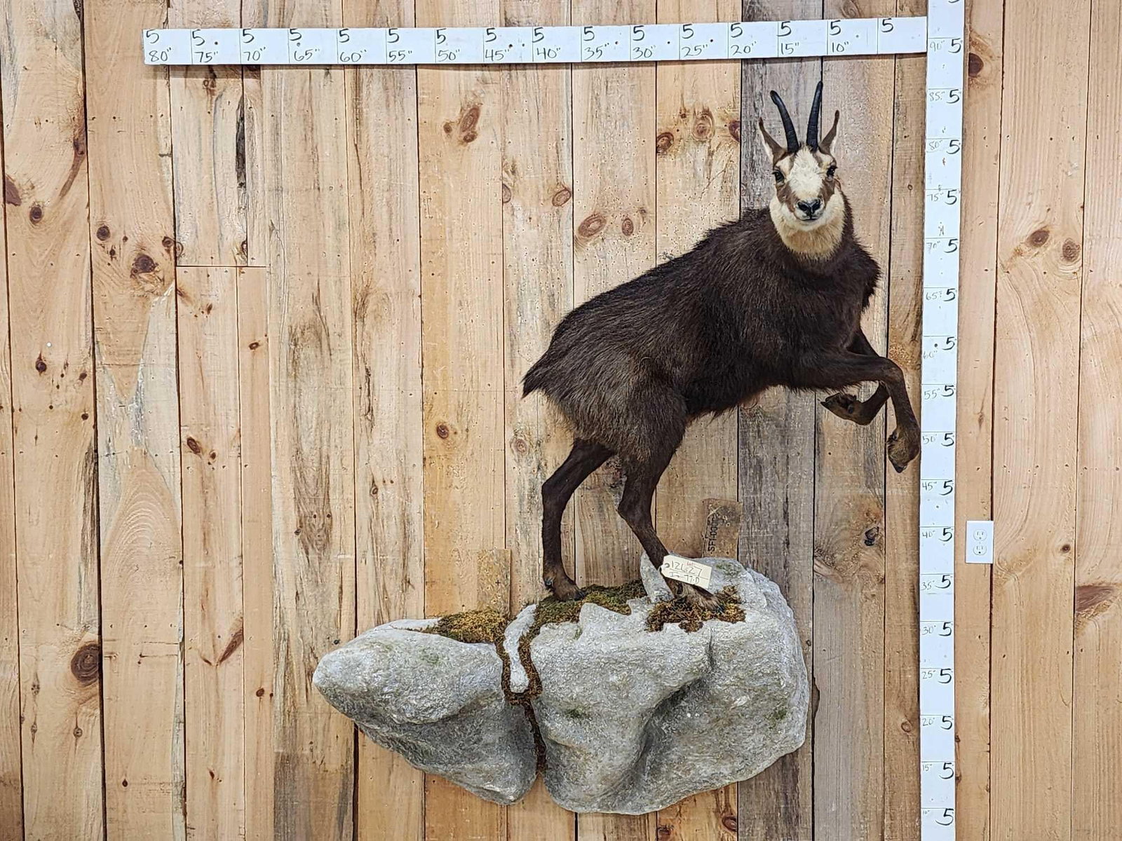 Alpine Chamois Full Body Taxidermy Mount: 126.27 Cool Action mount Nice Taxidermy Artwork Leaping pose on light weight artificial rock hanging base