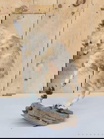 Baby Coyote Puppy Playing With A Feather Full Body Taxidermy Mount