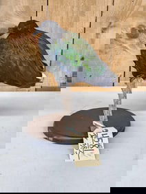 Asian Nicobar Pigeon Full Body Bird Taxidermy