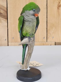 Green Cheeked Conure Full Body Bird Taxidermy
