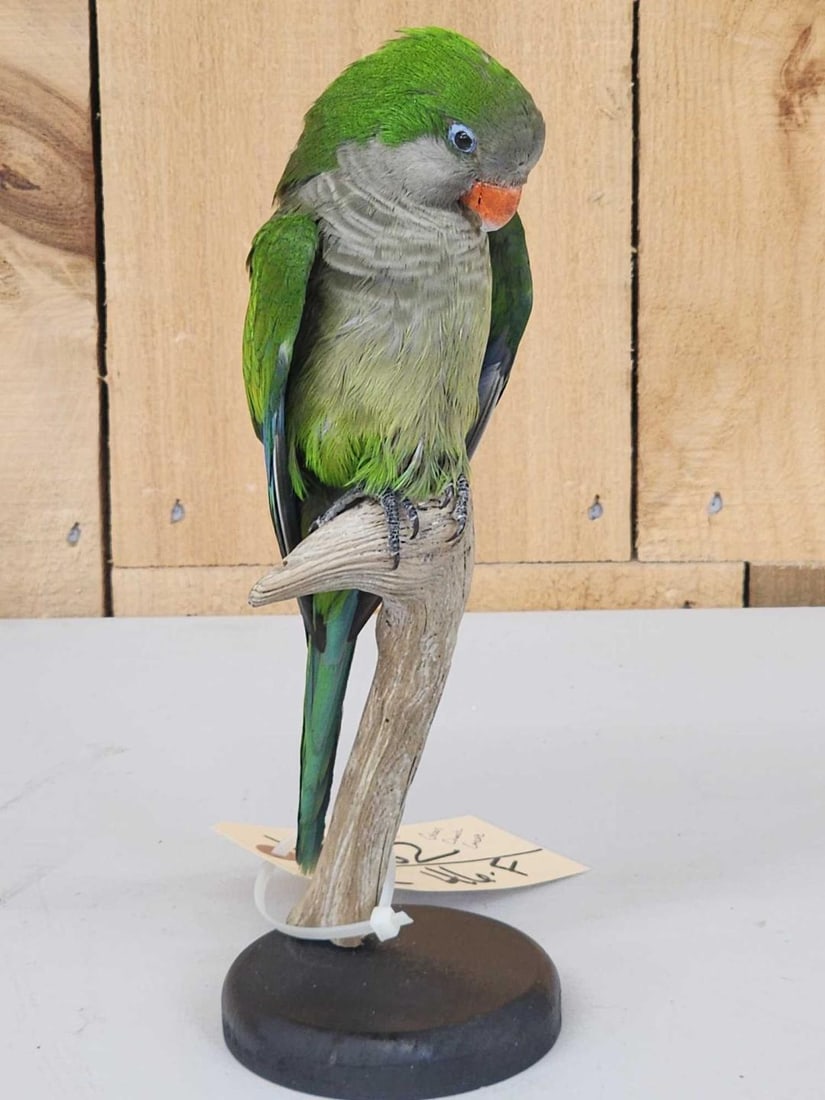 Green Cheeked Conure Full Body Bird Taxidermy: 45.82 Awesome colors Nicely done mount great Taxidermy Artwork