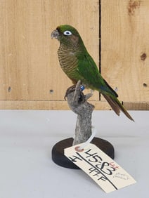 Monk Parakeet Full Body Bird Taxidermy