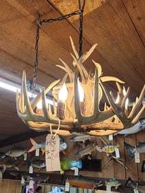 Whitetail Deer Antler Chandelier