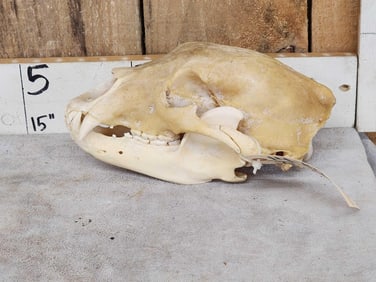 Black Bear Skull Taxidermy