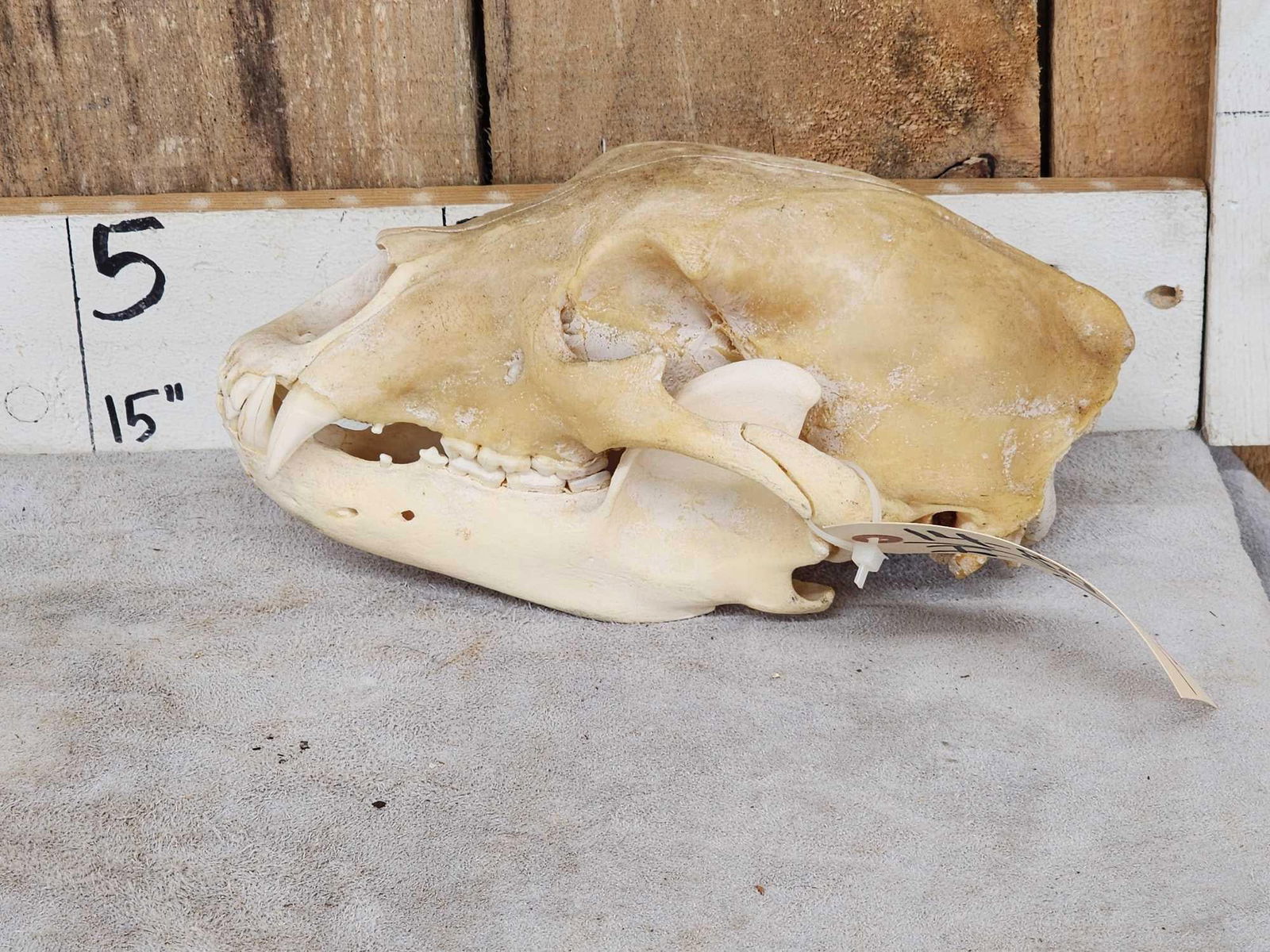 Black Bear Skull Taxidermy