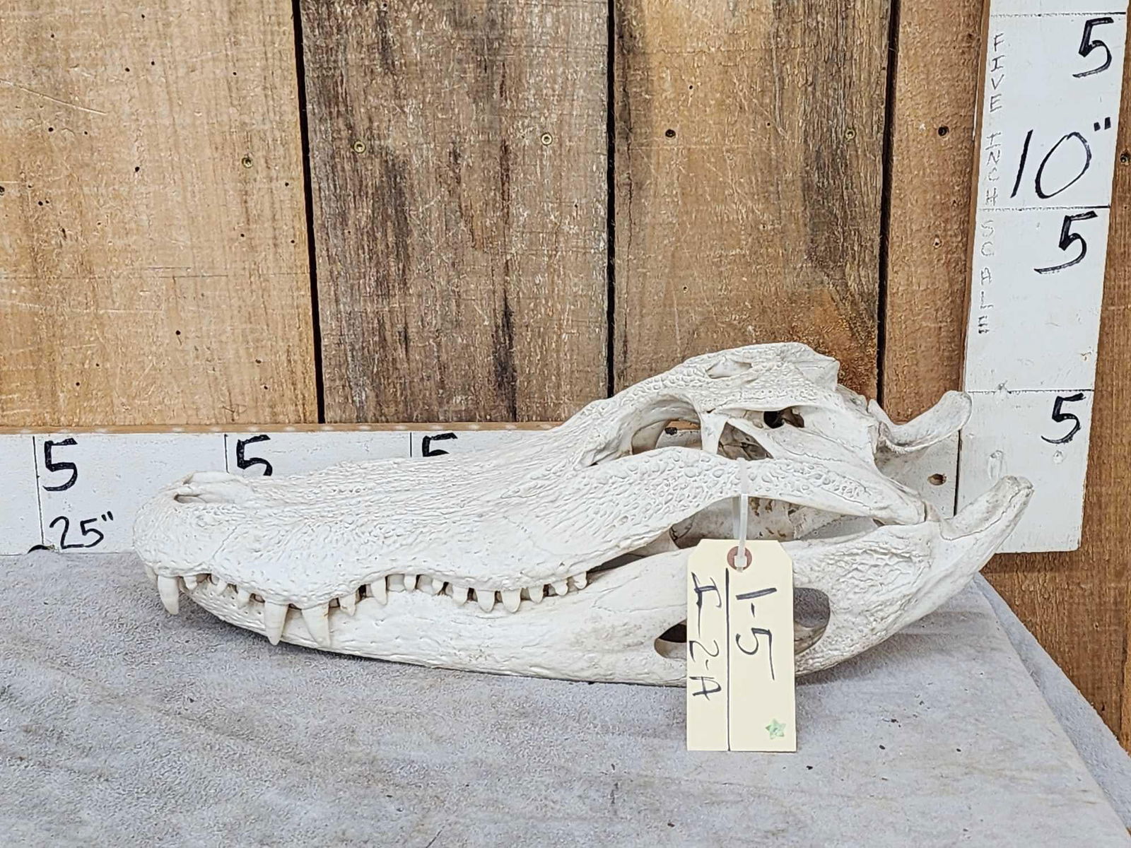 Big Alligator Skull Taxidermy (1 of 4)