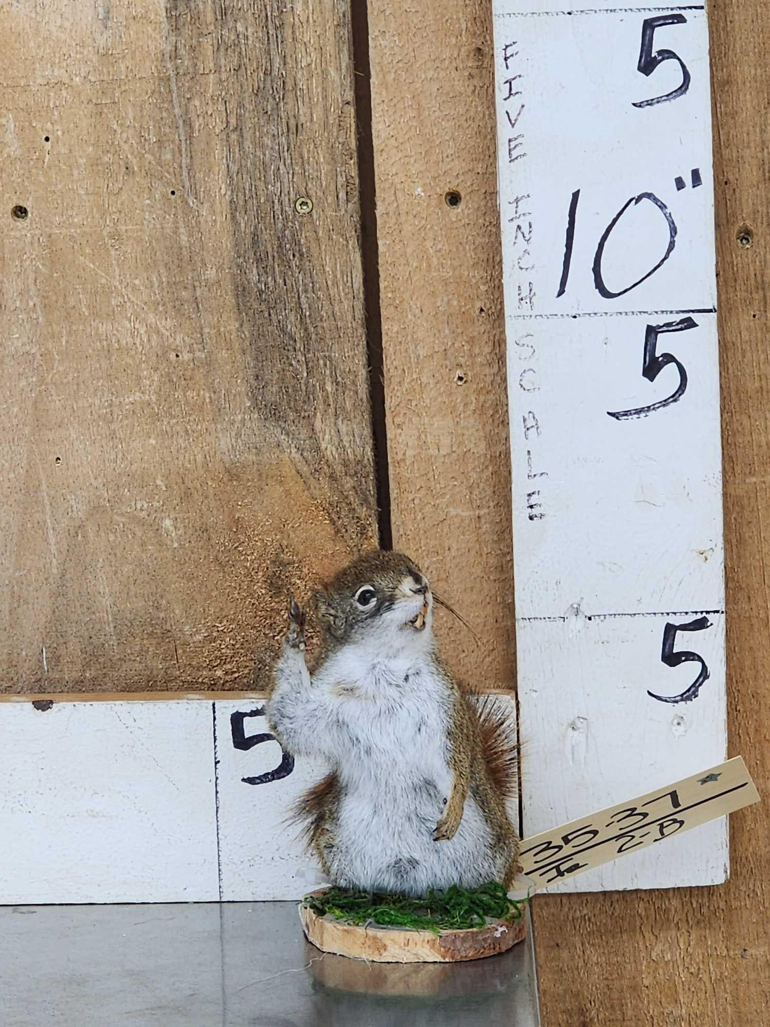 Meet Howdy The Pine Squirrel Full Body Taxidermy Mount (1 of 5)