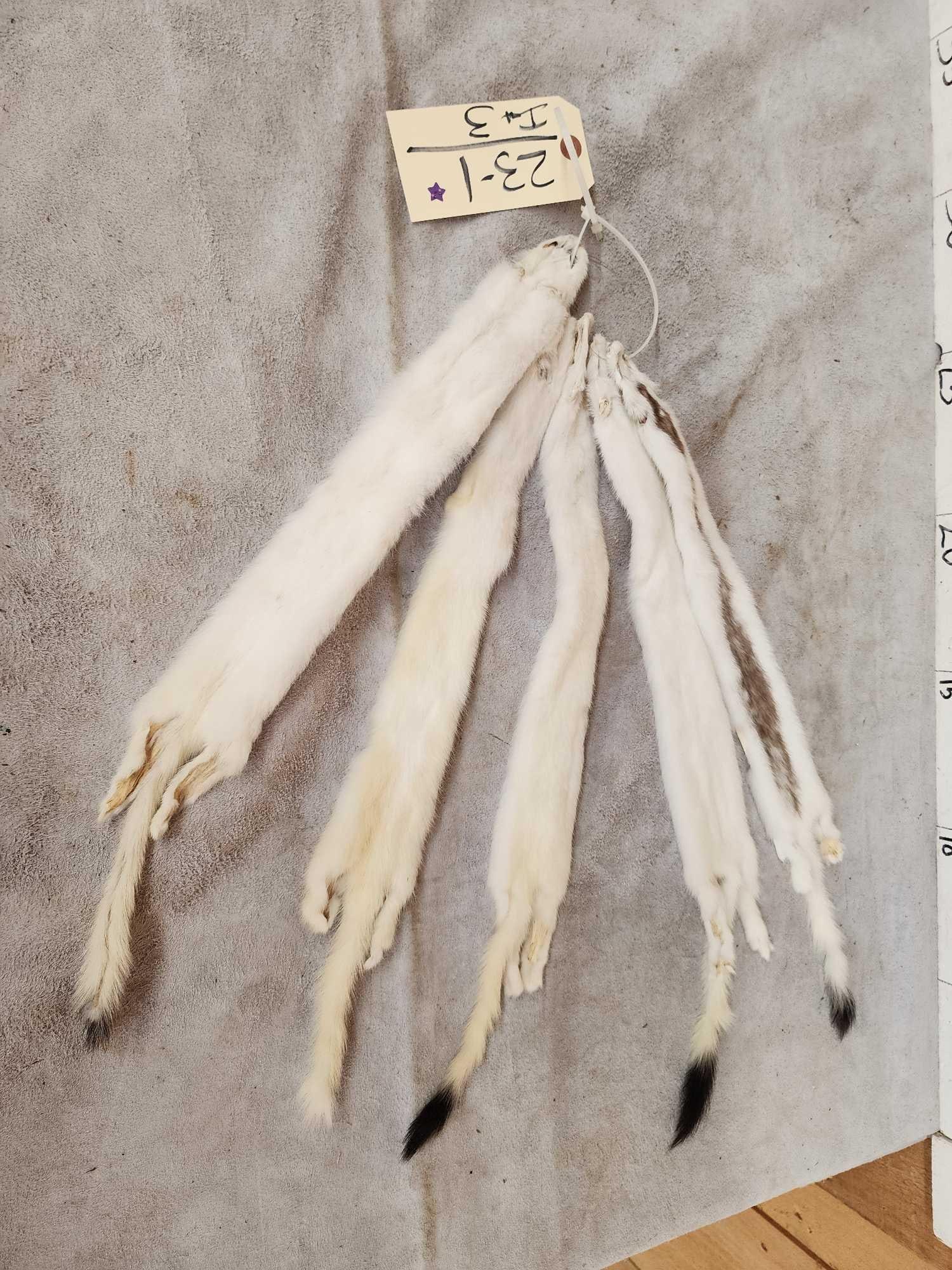 5 Tanned Ermine Furs Taxidermy (1 of 3)