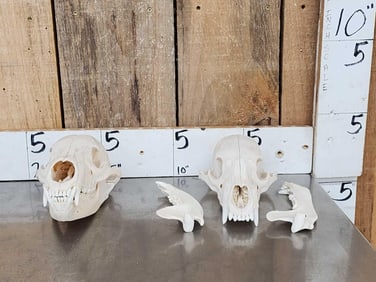 2 Black Bear Skulls Taxidermy