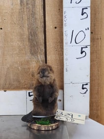 Baby Beaver Full Body Taxidermy Mount