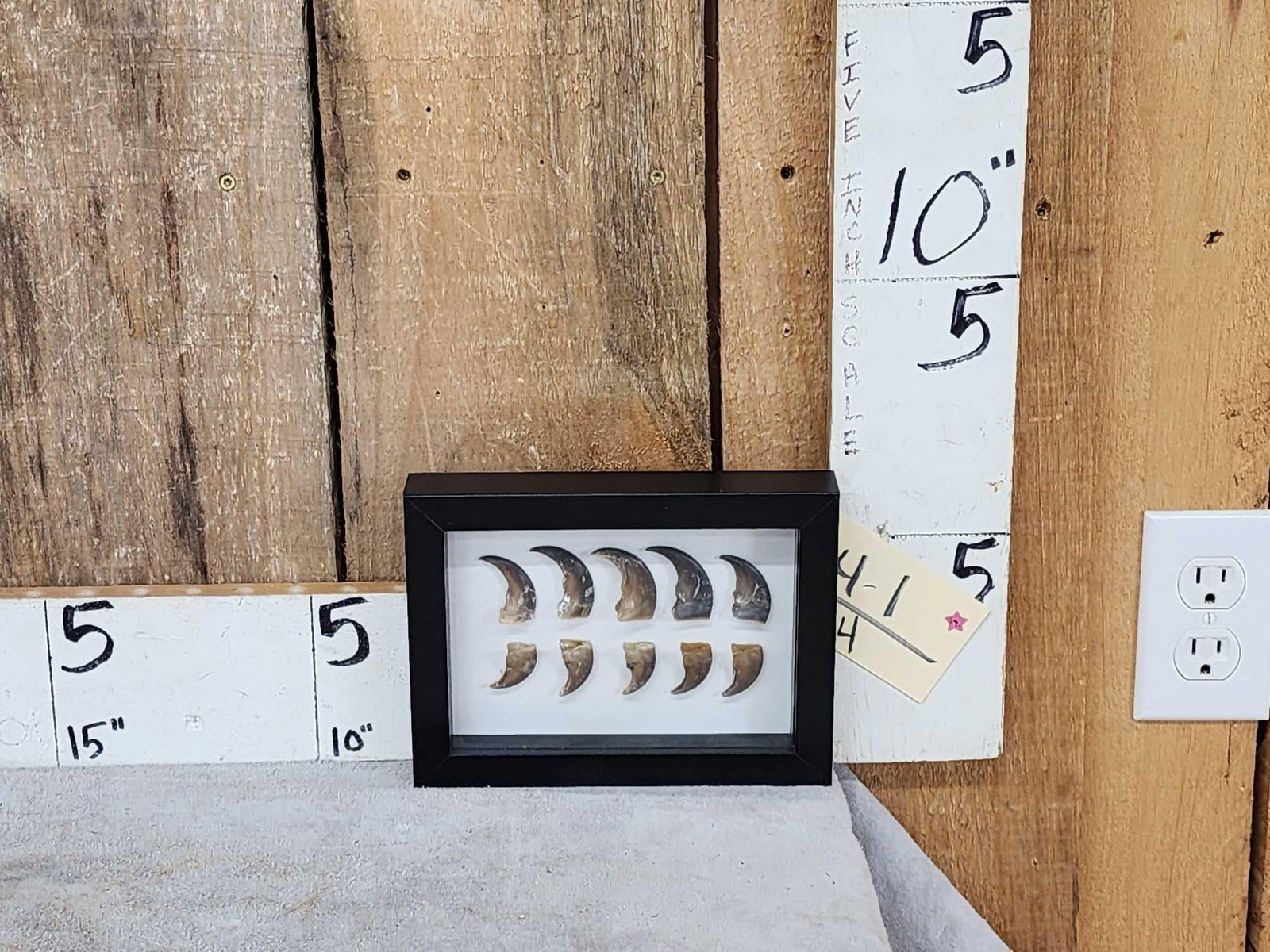 Frame Of 10 Bear Claws Taxidermy: 24.1 Fronts and backs