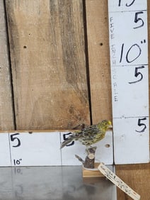 Lizard Canary Bird Taxidermy