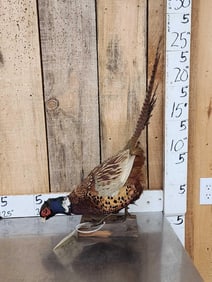 Ringneck Pheasant Full Body Bird Taxidermy