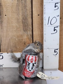 Drunken Squirrel Taxidermy Mount