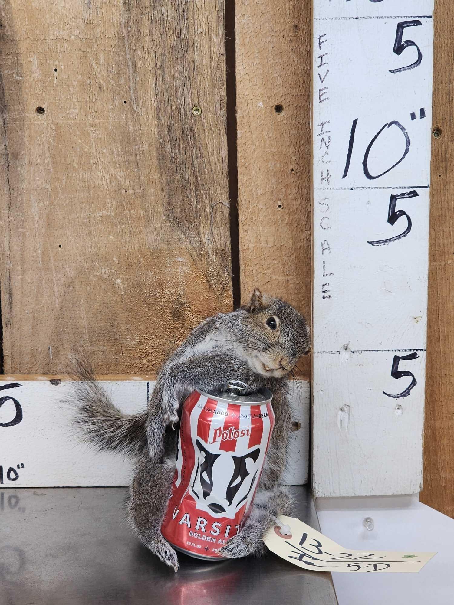 Drunken Squirrel Taxidermy Mount (1 of 3)