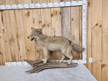 Coyote Full Body Taxidermy Mount