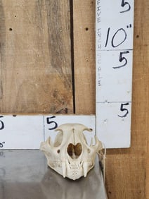 Mountain Lion Cougar Skull Taxidermy