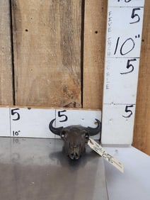 Bronze Bison Dkull Sculpture