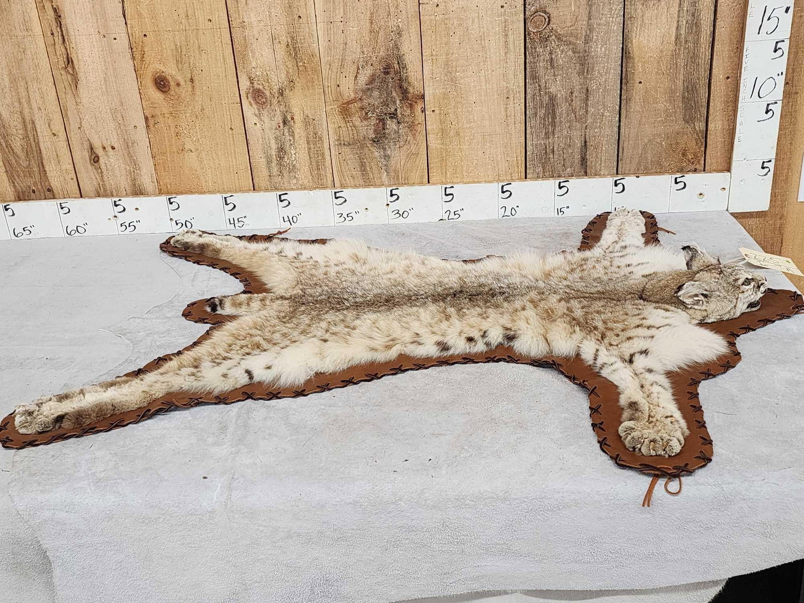 Bobcat Rug Taxidermy (1 of 7)
