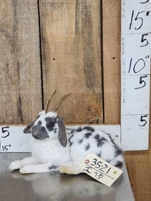 Bunnylope Full Body Taxidermy Mount