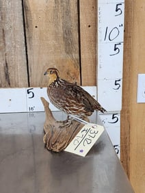 Quail Full Body Bird Taxidermy