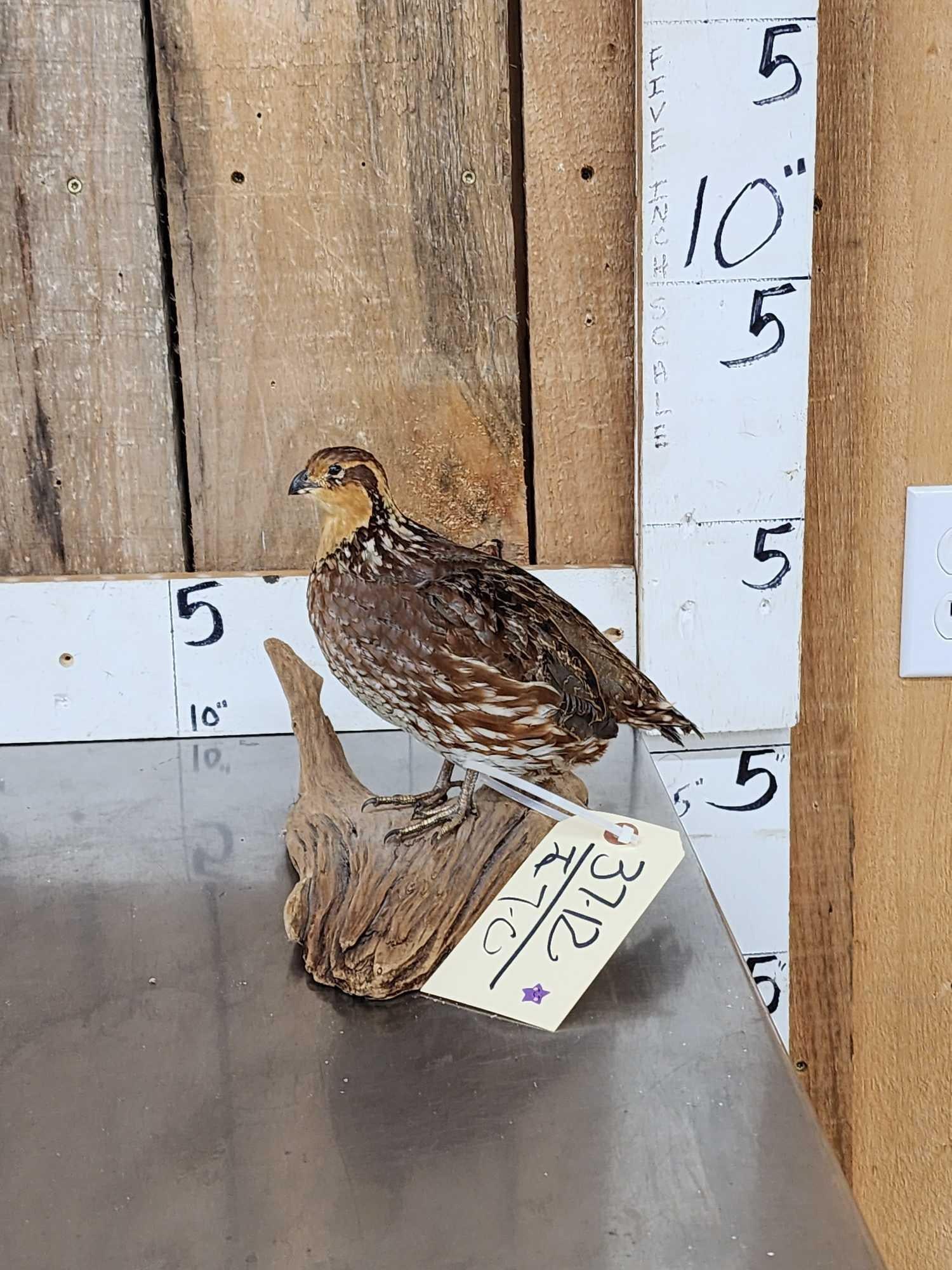 Quail Full Body Bird Taxidermy (1 of 5)