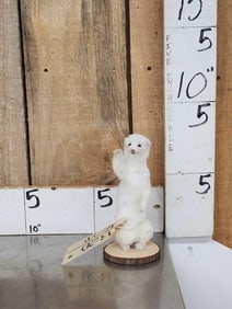 White Weasel Full Body Taxidermy Mount