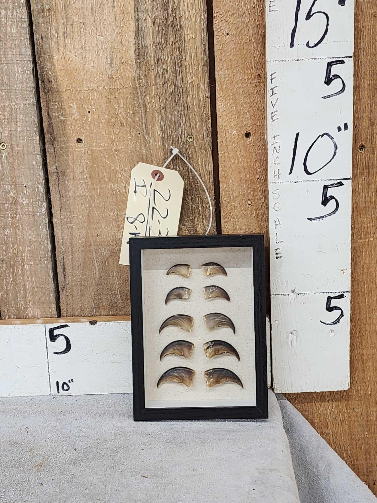 10 Bear claws in a frame Taxidermy (1 of 4)