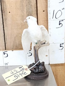 Hybrid White Parrot Full Body Bird Taxidermy