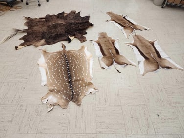Taxidermy Tanned Animal Skin Lot