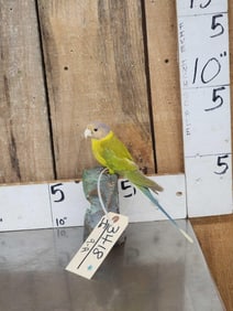 Female Plum Headed Parakeet Full Body Bird Taxidermy