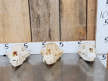 3 Black Bear Skulls Taxidermy