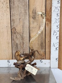 King Cobra Fighting A Mongoose Taxidermy