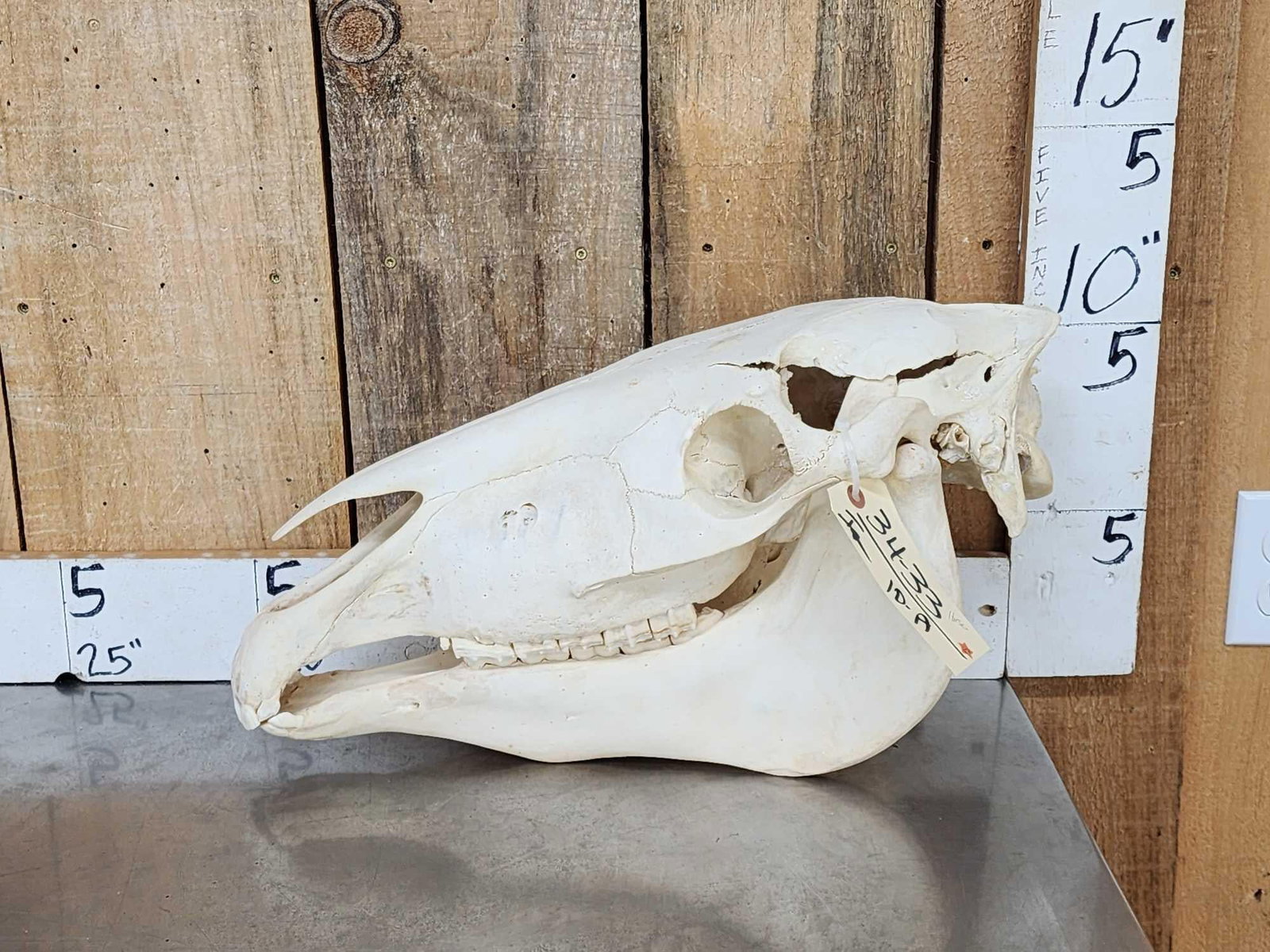 Horse Skull Taxidermy (1 of 5)