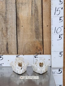 2 Mountain Lion Cougar Skulls Taxidermy
