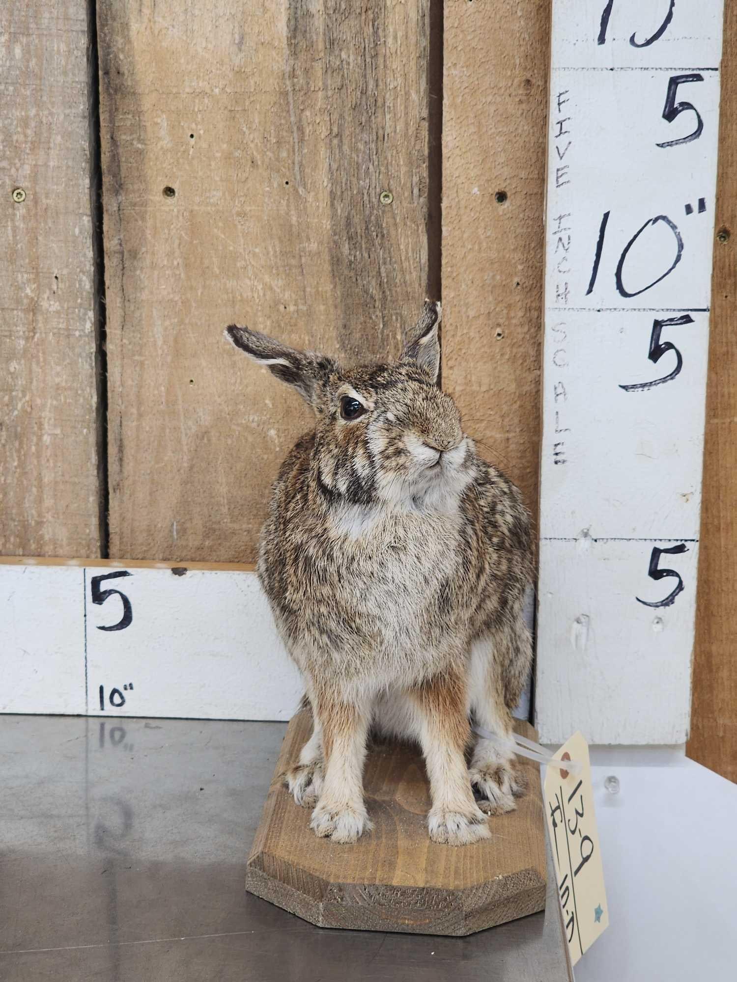 Bunny Rabbit Full Body Taxidermy Mount (1 of 4)