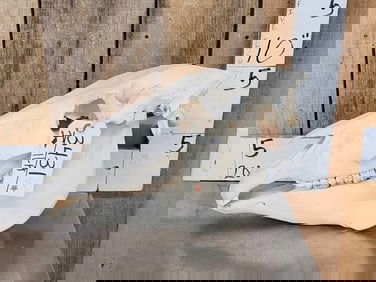 Donkey Skull Taxidermy