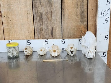 Small Animal Skulls & Bone Lot Taxidermy