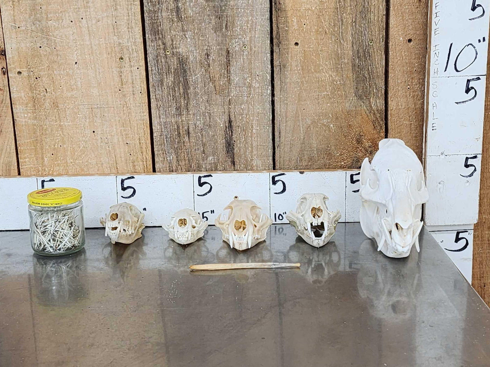 Small Animal Skulls & Bone Lot Taxidermy (1 of 6)