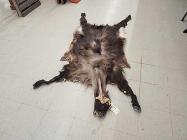 Himalayan Tahr Soft Tanned Full Body Cape Taxidermy