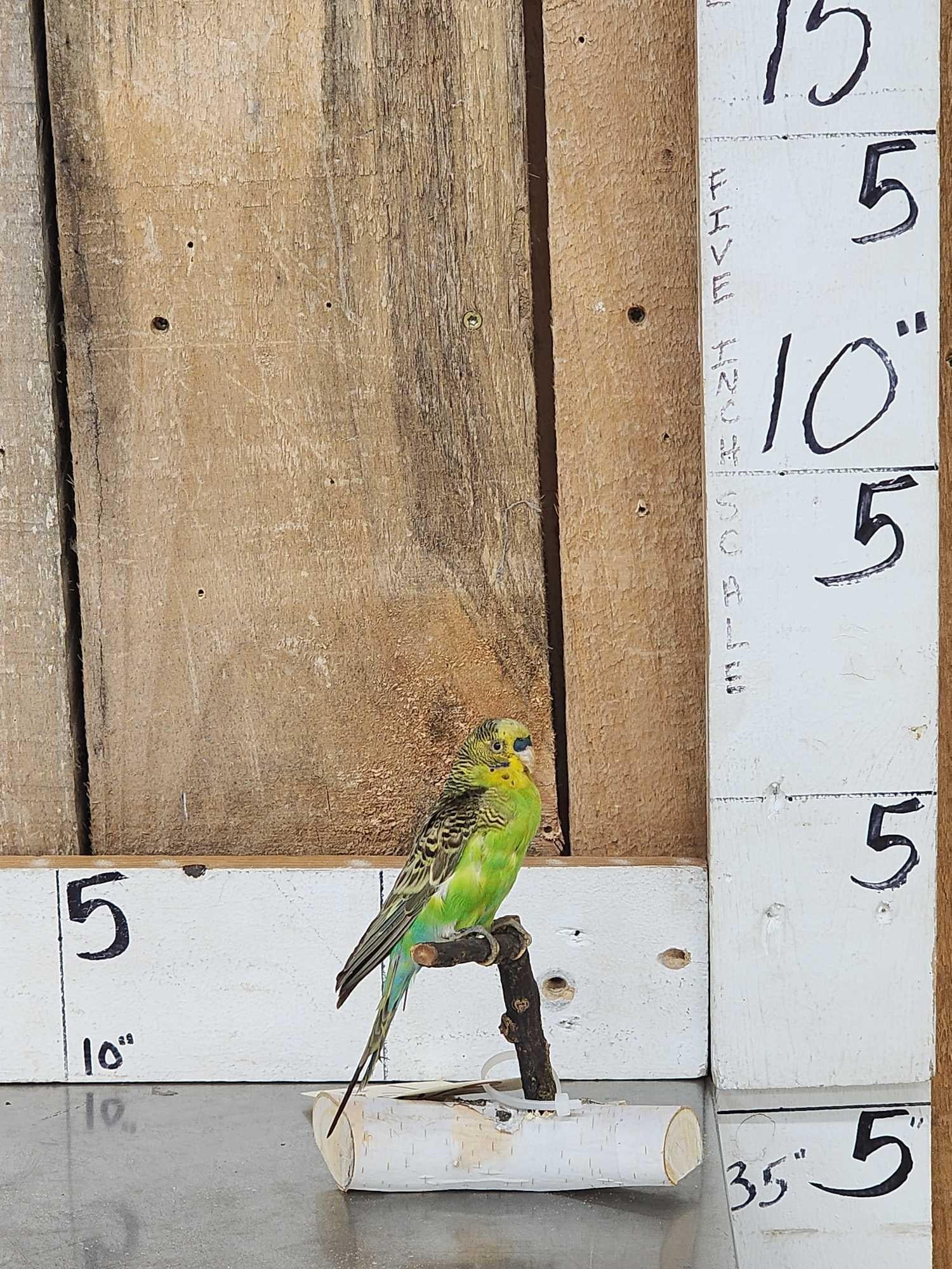 Parakeet Full Body Bird Taxidermy (1 of 5)