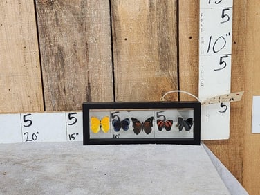 Frame Of 5 Beautiful Butterflies Taxidermy