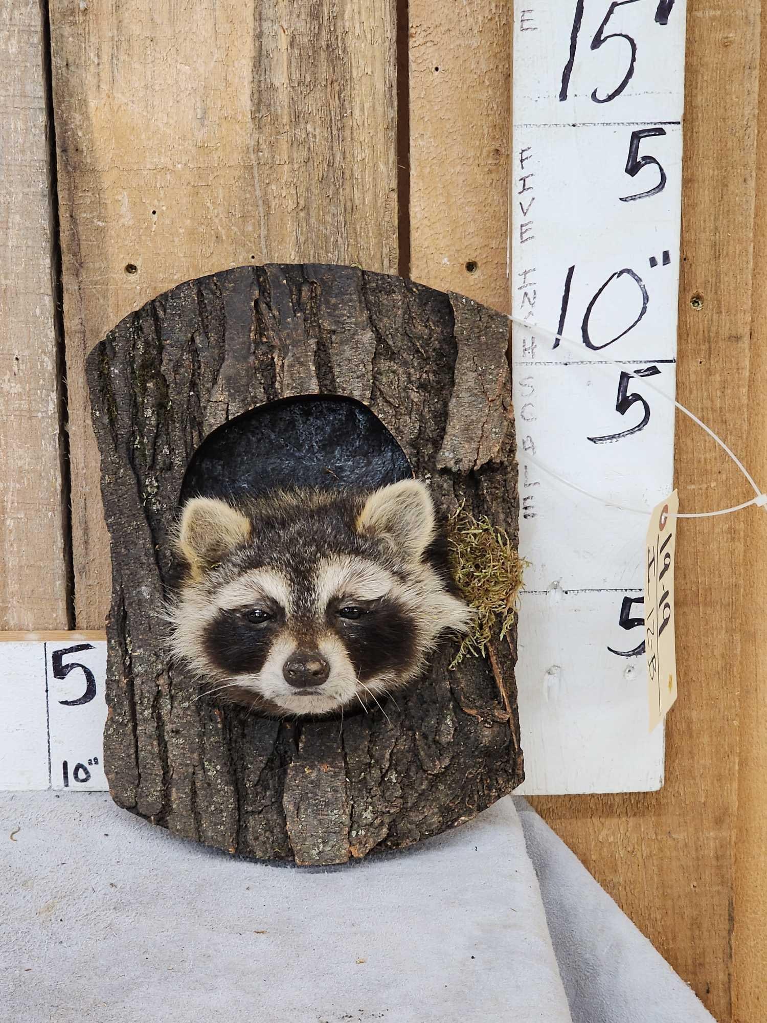 Raccoon In A Log Taxidermy: 19.19 Great Oddities Curiosity piece