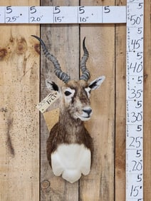 Indian Black Buck Shoulder Mount Taxidermy