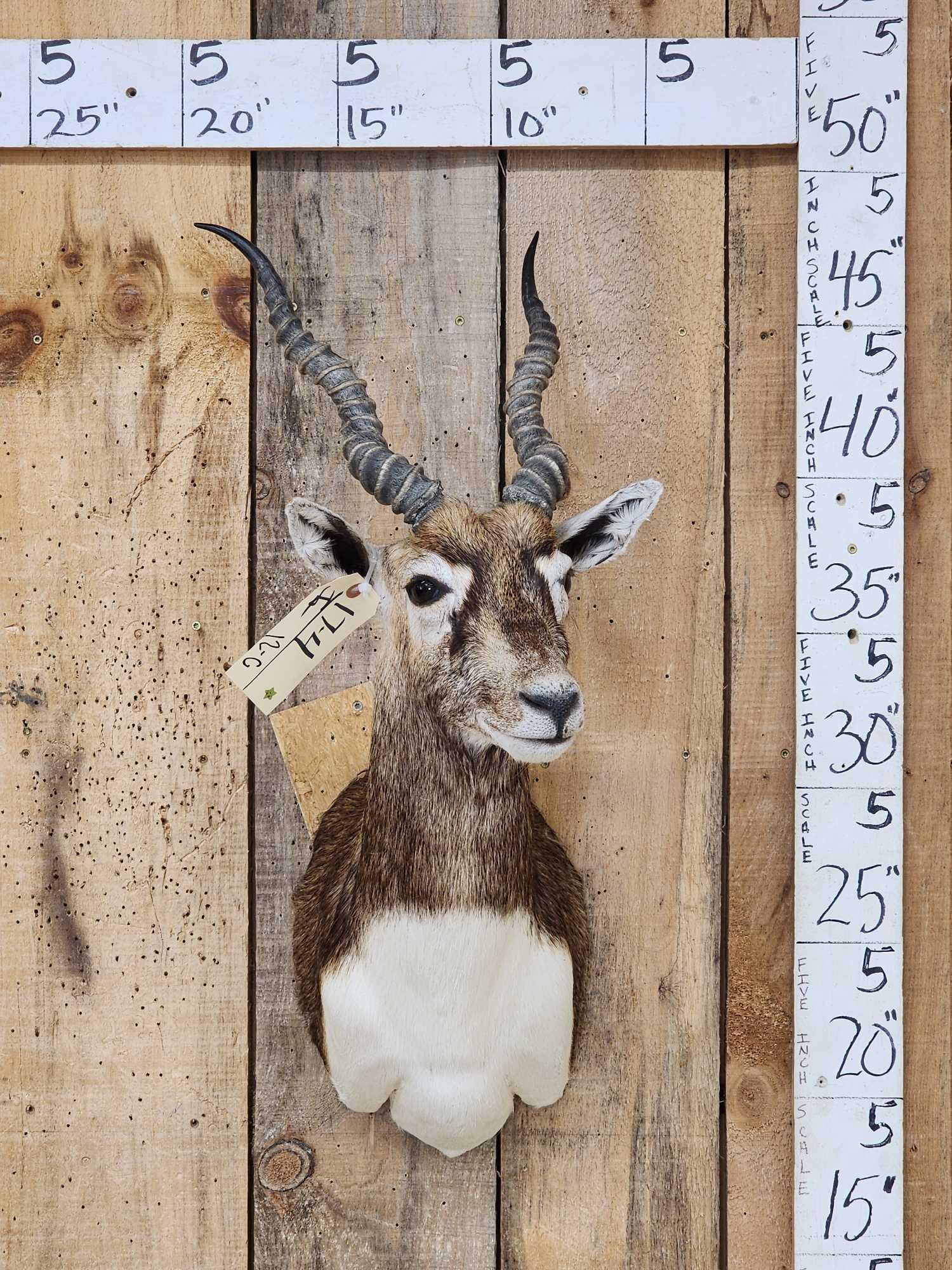 Indian Black Buck Shoulder Mount Taxidermy (1 of 3)