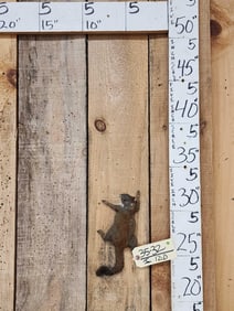 Climbing Squirrel Full Body Taxidermy Mount