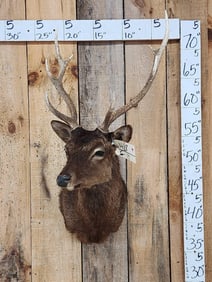 Sika Deer Shoulder Mount Taxidermy