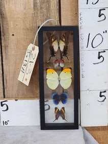 Group Of 5 Beautiful Butterflies Taxidermy