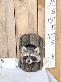 Raccoon In A Log Taxidermy