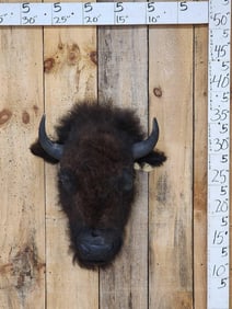 American Bison Buffalo Head Taxidermy Mount